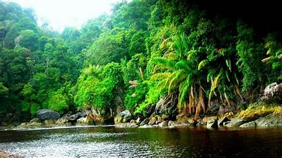 Forest Wallpapers Jungle Rainforest Nature River Resolution