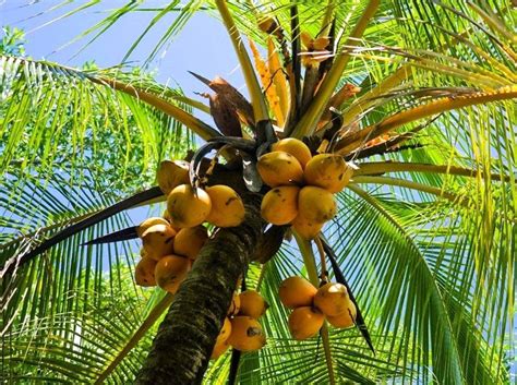 10 Great Ways To Use A Coconut Tree