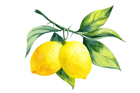 Lemon Watercolor Print Painting Watercolor