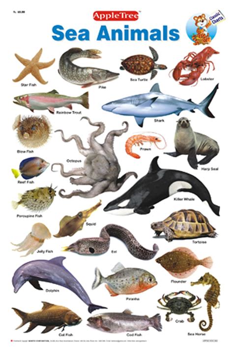 Sea Animals Names List Get More Anythinks