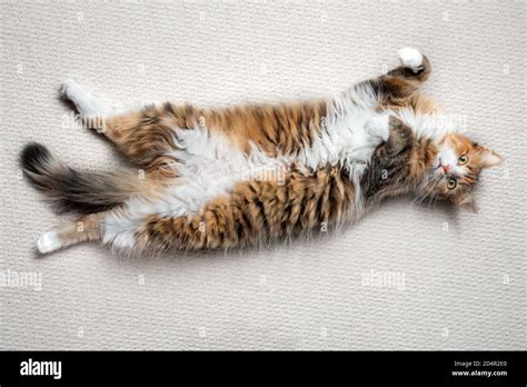 Cat Lying Upside Down And Stretched Out A Relaxed And Laid Back 1 Year