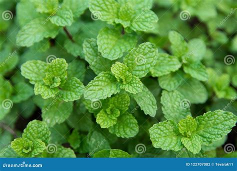 Green Peppermint Leaves Background Fresh Peppermint Growing In Stock