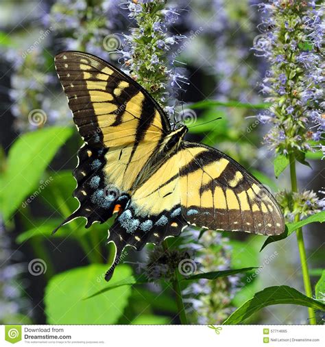 Eastern Tiger Swallowtail Butterfly Royalty Free Stock Photography