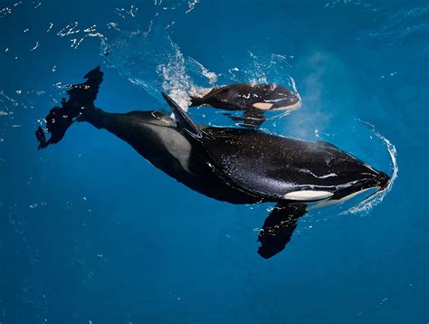 Its An Orca Last Killer Whale Is Born At A Seaworld Park Ap News