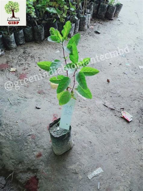 Green Kali Tulsi Plants Rs 65kg Green India Bio Plantec Id 23358393373