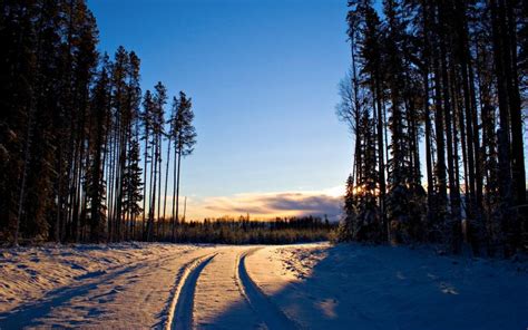 Hd Forest Path In Winter Wallpaper Download Free 62569