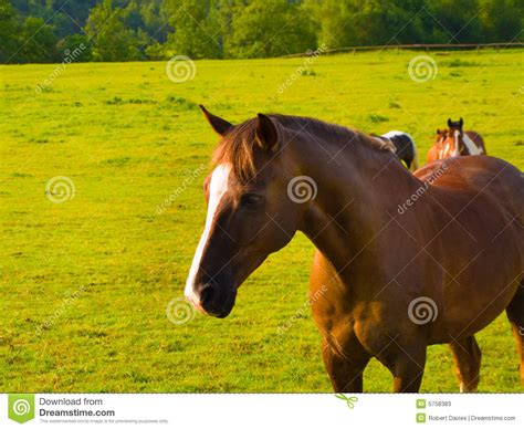 Proud Strong Horse In Beautiful Green Field Stock Image Image Of