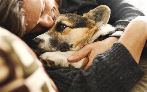 Service Dogs For Depression And Anxiety Tasks And Benefits