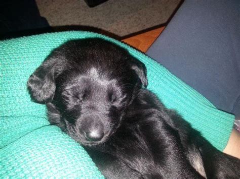 6 male and 3 female black labrador retriever pups for sale. AKC English lab puppies. Black for Sale in Congress Lake ...