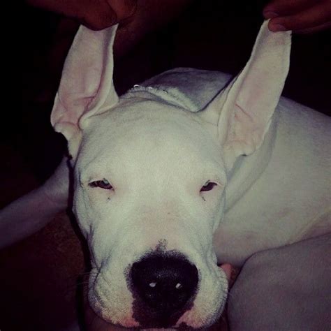 Pin By Dogs On Dogo Argentino Dogs Pets Animals