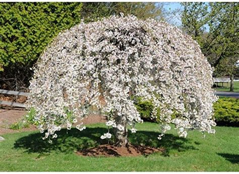 Weeping Yoshino Cherry Tree Prunus Subhirtella Alba White Etsy