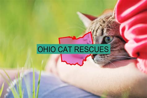 30 Top Cat Rescues In Ohio State Their Adoption Fees
