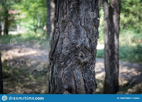 Bark Of Pine Tree Close Up Beautiful Pine Forest At Summer Time Stock