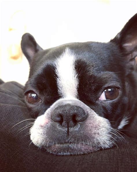 It is because such components further aggravate the situation and lead to excessive gas in boston terriers. 5 Veterinarian Recommended Dog Food Options | Boston ...