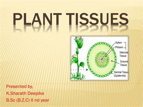 Ppt Plant Tissues Powerpoint Presentation Free Download Id5416399