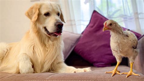 Golden Retriever And Chick Funny Reaction Youtube