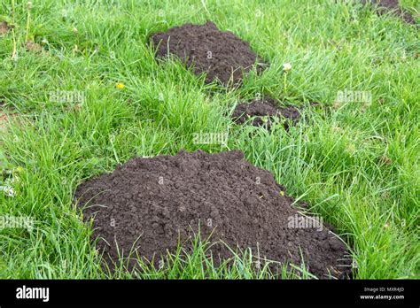 Mole Hills In Grass A Molehill Or Mole Hill Mole Mound Is A Conical