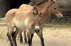 zoo horse przewalski cincinnati