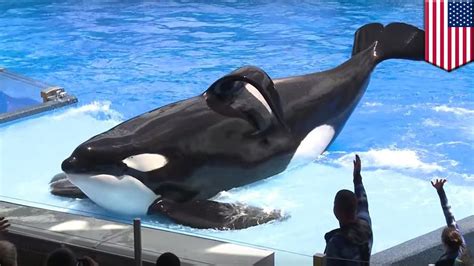 Hidup Tilikum Sang Paus Orca Yang Menyedihkan Di Seaworld Tomonews