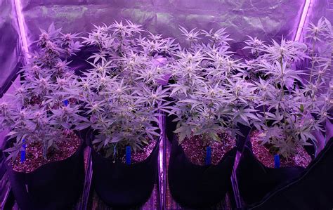 The lower part of the trap contains glands which absorb the nutrients released from the decaying prey. Can I top an auto-flowering cannabis plant? | Grow Weed Easy