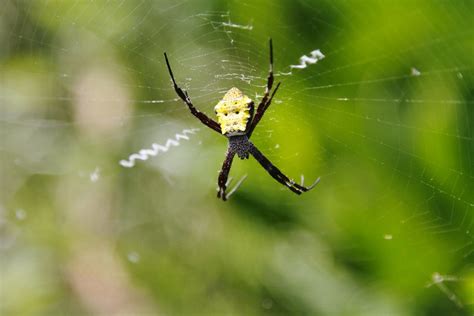 Argiope Appensa Hawaii Garden Spider Banana Spider Flickr Photo