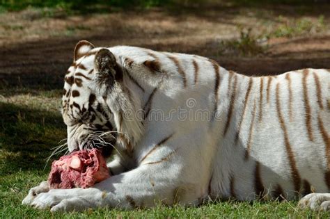 A White Tiger Eating Stock Image Image Of Grass Bone