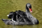 Pete Wargent Daily Blog: Black Swan events and how to prepare
