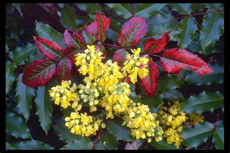 Public Domain Picture Tall Oregon Grape Berbis Aquifolium At Shady