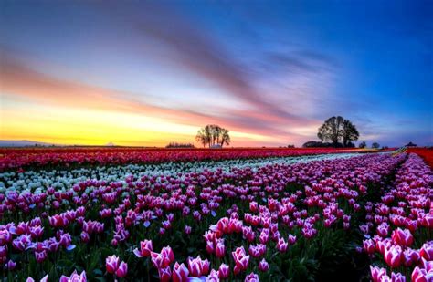 Flower Field Wallpapers Wallpaper Cave