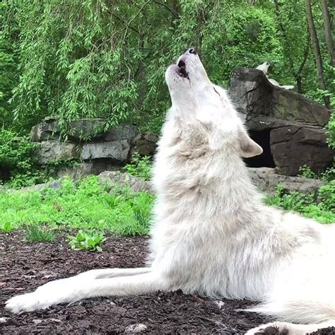 Wolf Conservation Center Howls Of Hope