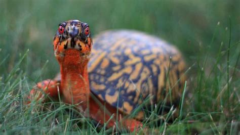 If considering adopting a box turtle from nm, please email sandybarnett95@gmail.com and make sure to include your city and state in the residents of nj require a permit for turtles. Trustees for Conserve Wildlife Foundation of New Jersey