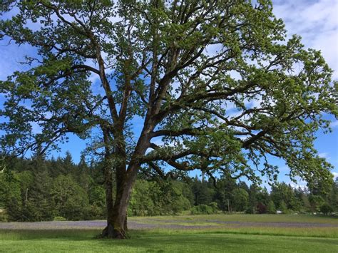Do You Have Oregon White Oak Trees On Your Property Clackamas Swcd