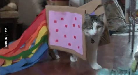 Nyan Cat In Real Life 9gag