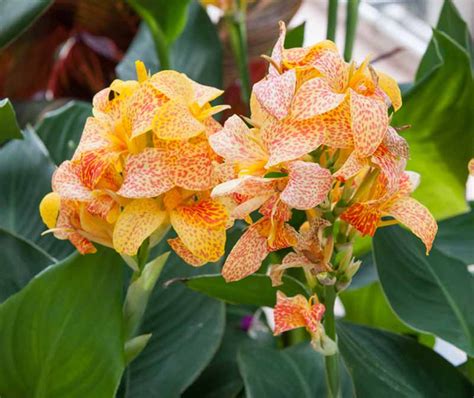 Canna Picasso Canna Lily