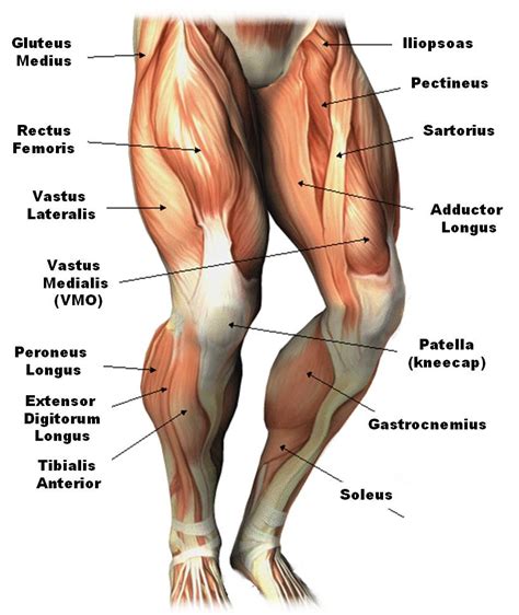 The calf muscle, on the back of the lower leg, is actually made up of two muscles: I aware you on the importance of developing your hip ...