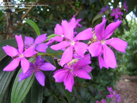 Informed rvers have rated 20 campgrounds near tampa, florida. PlantFiles Pictures: Princess Flower (Tibouchina ...