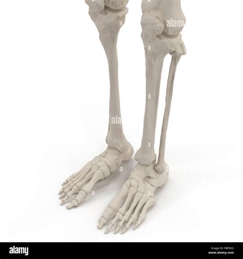 Human Legs Skeleton Bones On White 3d Illustration Stock Photo Alamy