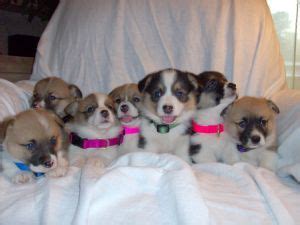 Feel free to browse hundreds of active classified puppy for sale listings, from dog. Pembroke Welsh Corgi puppies for sale