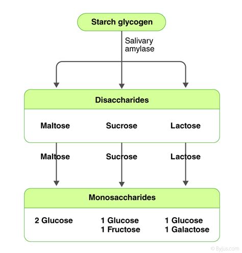 Digestion And Absorption Of Carbohydrates Proteins And Lipids