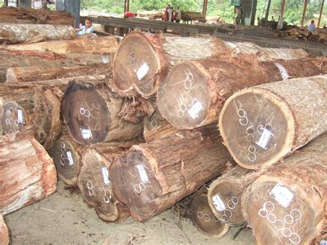 Acacia Logs And Acacia Sawn Timbers By Panagarh Trading Co Acacia