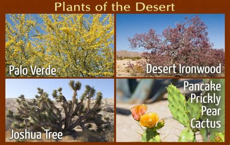 Beautiful Desert Plants With Names