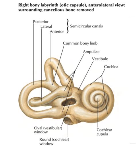 Head And Neck Anatomy Internal Ear