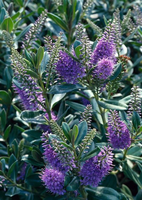 Buy Hebe Blue Gem Hedging Plants Hebe X Fransicscana Hopes Grove