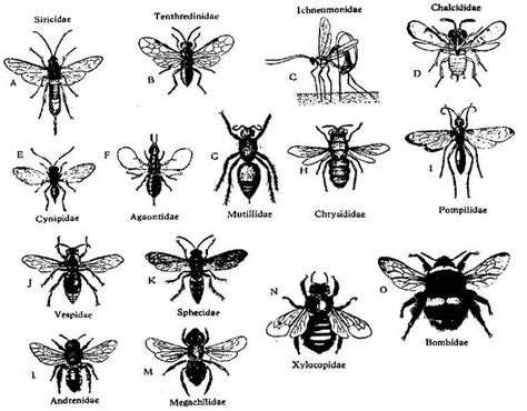 Biologia Dos Insetos Hymenoptera