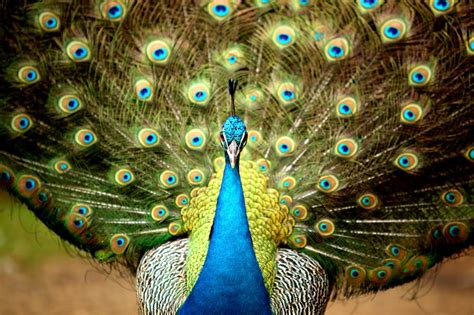 30 Most Beautiful Peacock Photos Stunning Peacocks