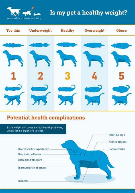 What Is The Ideal Weight For A Dog