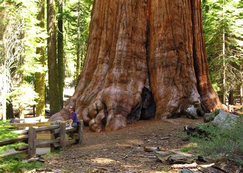 Visit Sequoia National Park In The Usa Audley Travel Us