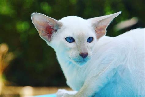 Explore The Different Types Of Cats With Big Ears