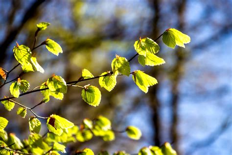 Die geschlitztblättrige buche (fagus sylvatica 'laciniata') hat besonders attraktive, lanzettliche blätter. Buche: eine Schönheit im Garten | Gartentechnik.de