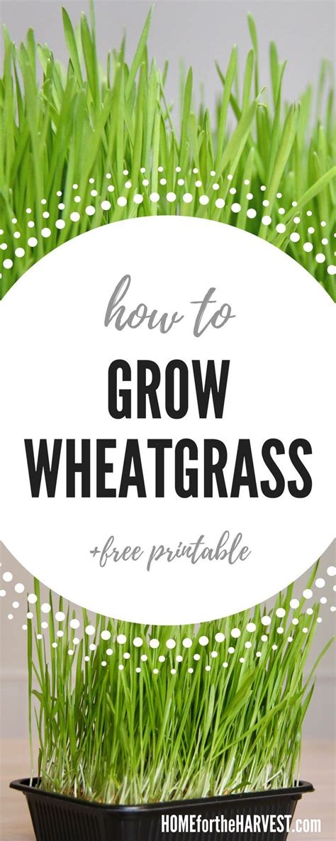 How To Grow Wheatgrass The Ultimate Guide For Beginners Growing